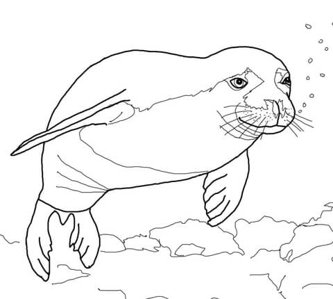 Hawaiian Monk Seal Coloring Page